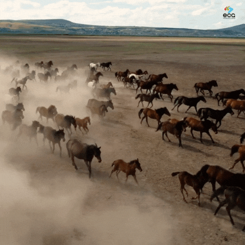 A breathtaking aerial shot captures horses running across the western plains, highlighting the power and beauty of drone video and aerial photography for expansive, cinematic landscapes.